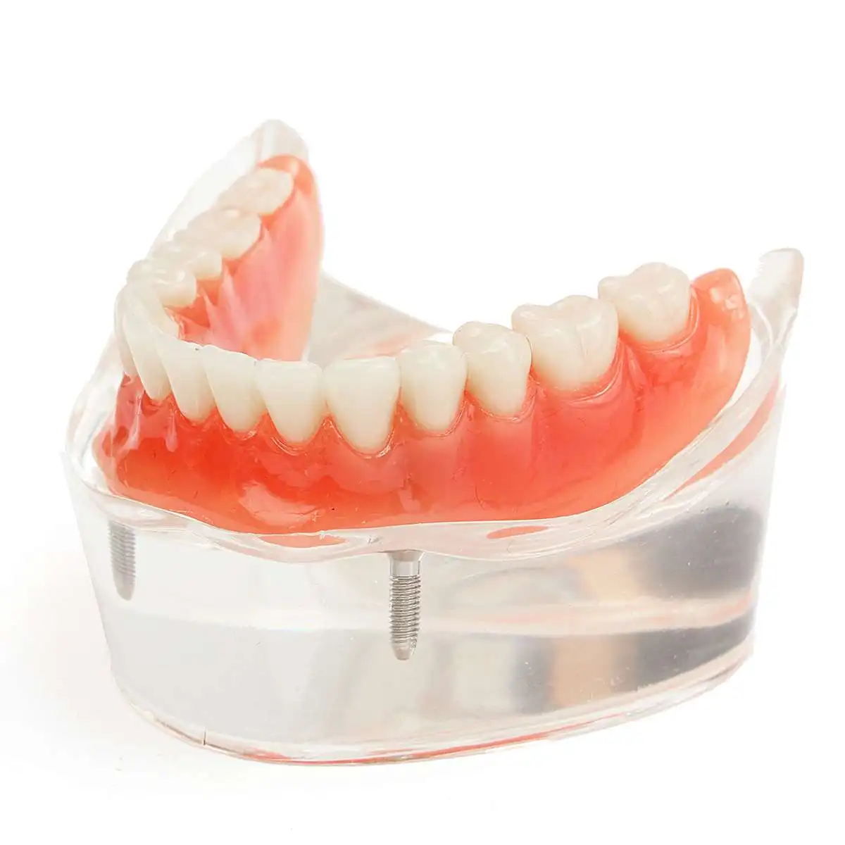 Модель зубов для взрослых стандартная модель обучения демонстрация орального и