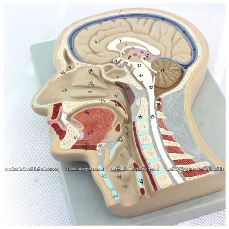 CMAM BRAIN02 Расширенный Мозга Разделе Модели 53 Позиций Отображаются Модель Мозга|brain