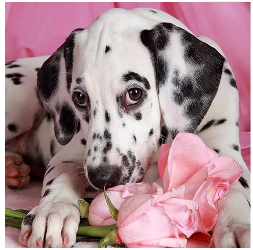 Алмазная картина Лабрадор Собака Вышивка мозаика животные точка наклейка горный