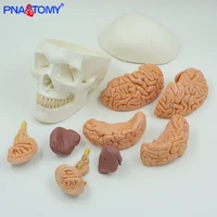classic human adult skull model with brain anatomy head anatomical life size 11 skeleton teaching cranial nerve branch tool