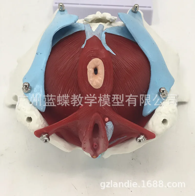 Анатомическая Тазовая камера с мышцами пола обучающая модель человека