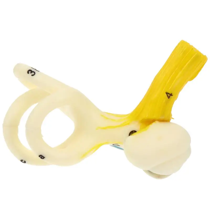 

Human Ear Canal Structure Anatomy Model Teaching Aid Medical Teaching Supply