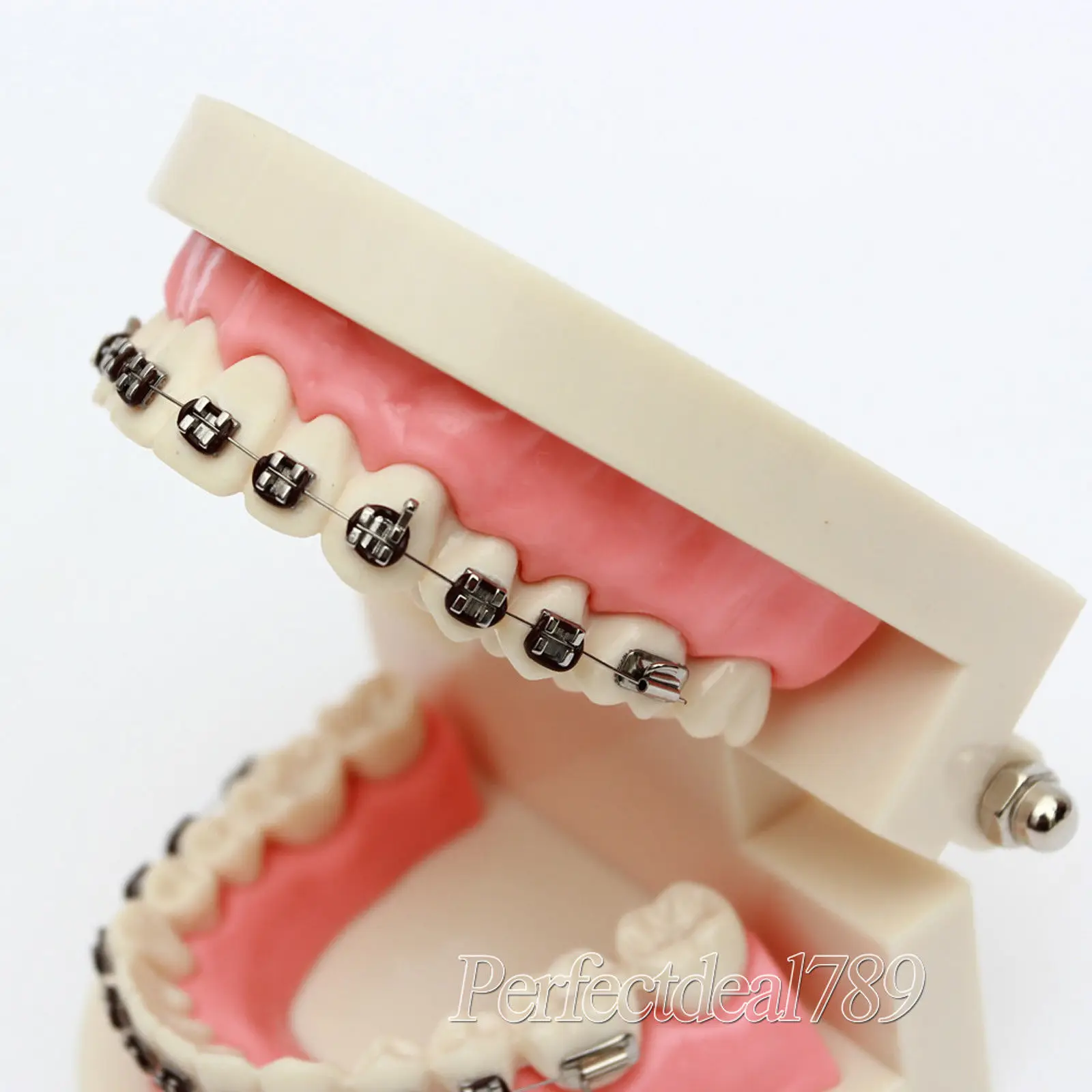 Стандарт обучения стоматологии демонстрационная модель зубов с кронштейном 1