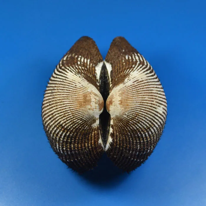 

10. cm Kuihan Rare Conch Collection Home Decoration