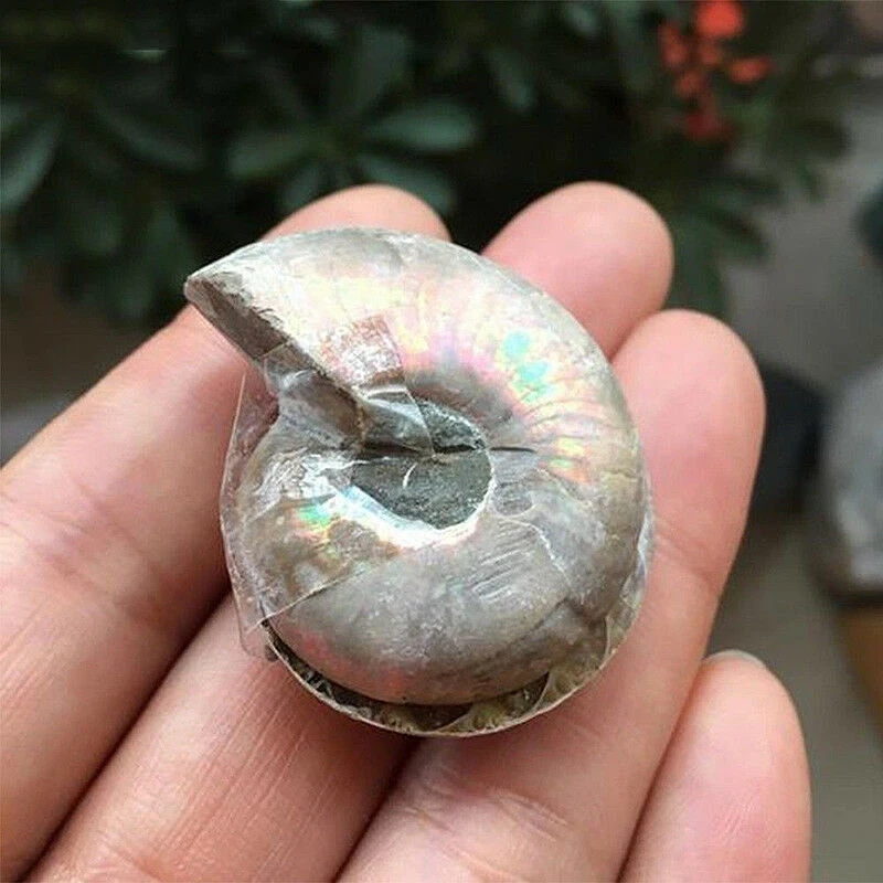 1 Pair Half Cut Natural Ammonite Shell Jurassic Fossil Specimen Madagascar 3-4cm | Дом и сад