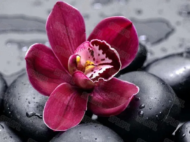 

Diy Diamond Painting Plant World Orchidaceae Phalaenopsis Girl Color Small Fresh and Beautiful Color Bedroom Hanging Painting