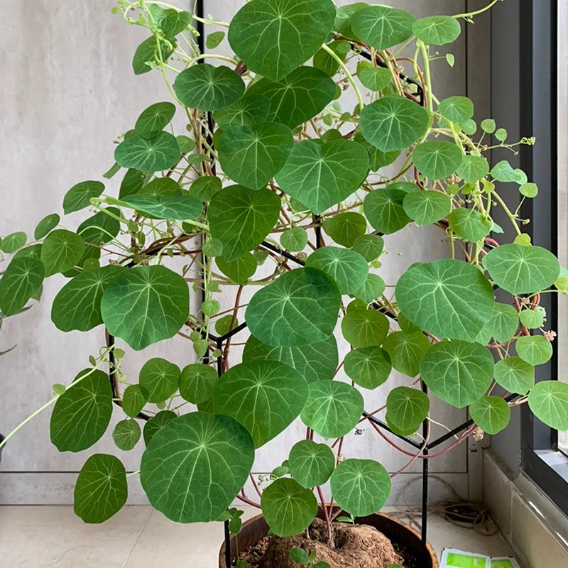 Железная решетка для ограждения растений|Детские горшки| |