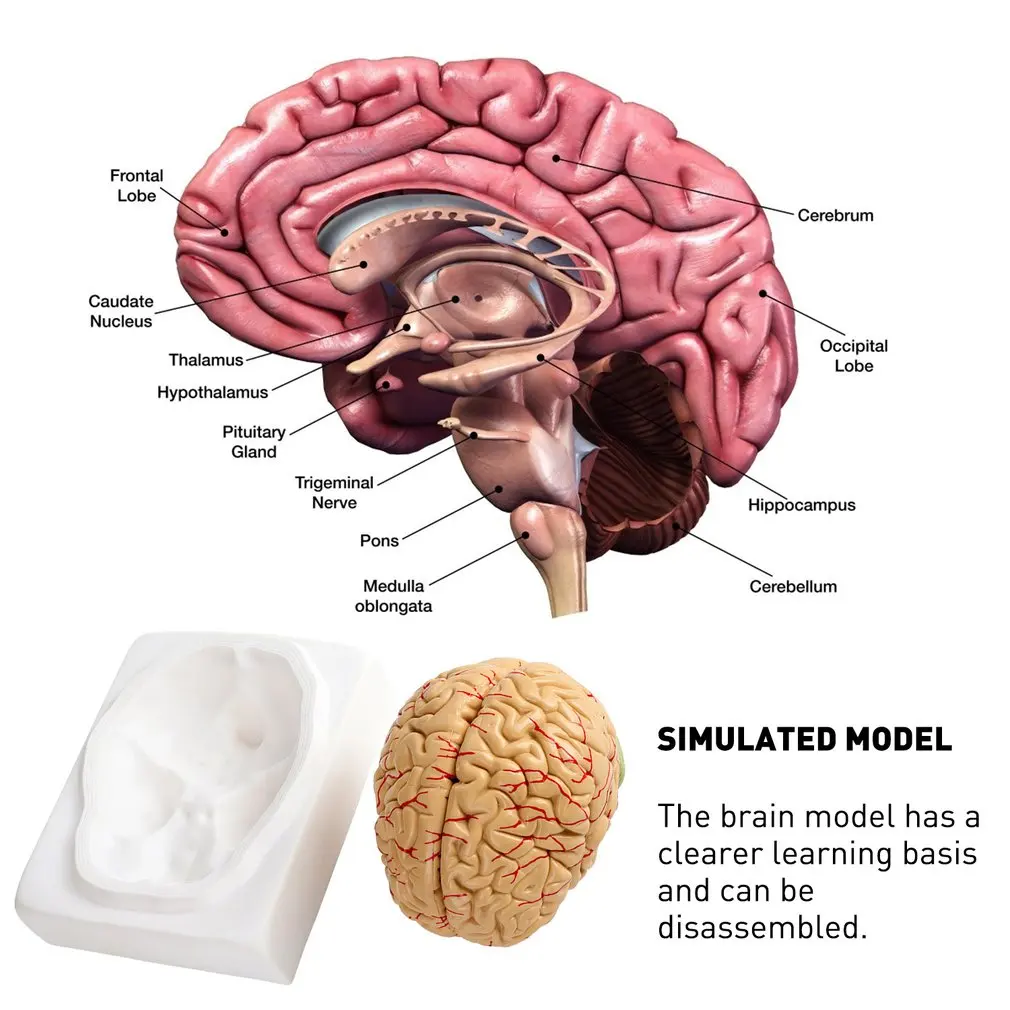 

Medical props model Free postage Disassembled Anatomical Human Brain Model Anatomy Medical Teaching Tool