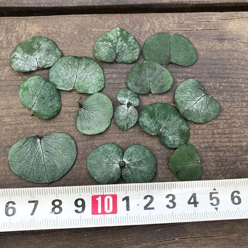 100 шт. настоящие сухие натуральные свежие сохраненные листья эвкалипта Вечные