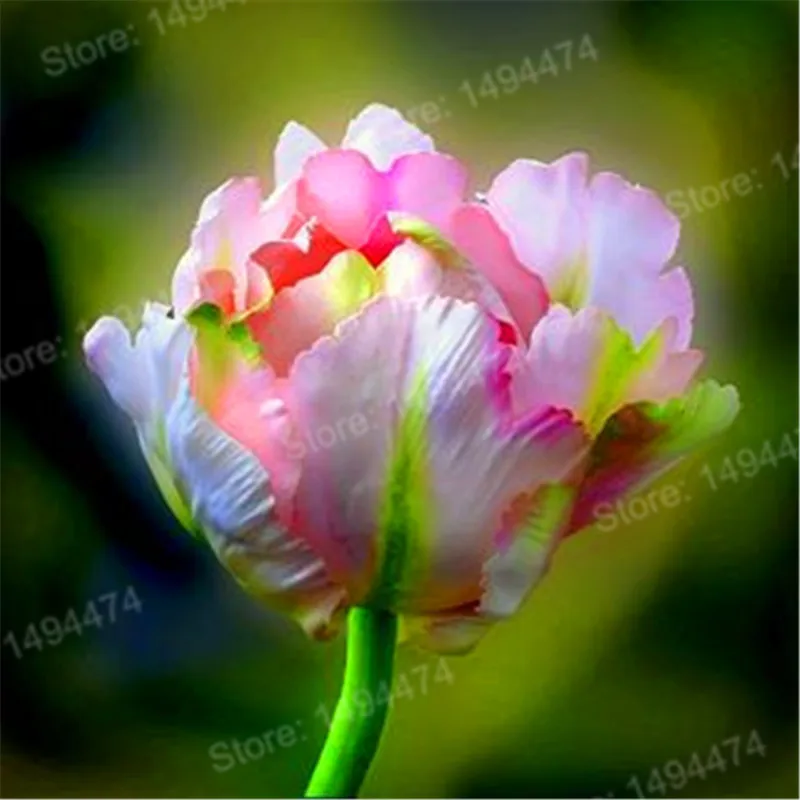 100pcs Tulip flores White Blue Purple mixed color Flower plantas bonsai flower plante colorful plants for home garden
