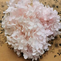 20glothigh quality preserved anna hydrangea flowernature flower head for diy gift boxreal eternal wedding party decoration