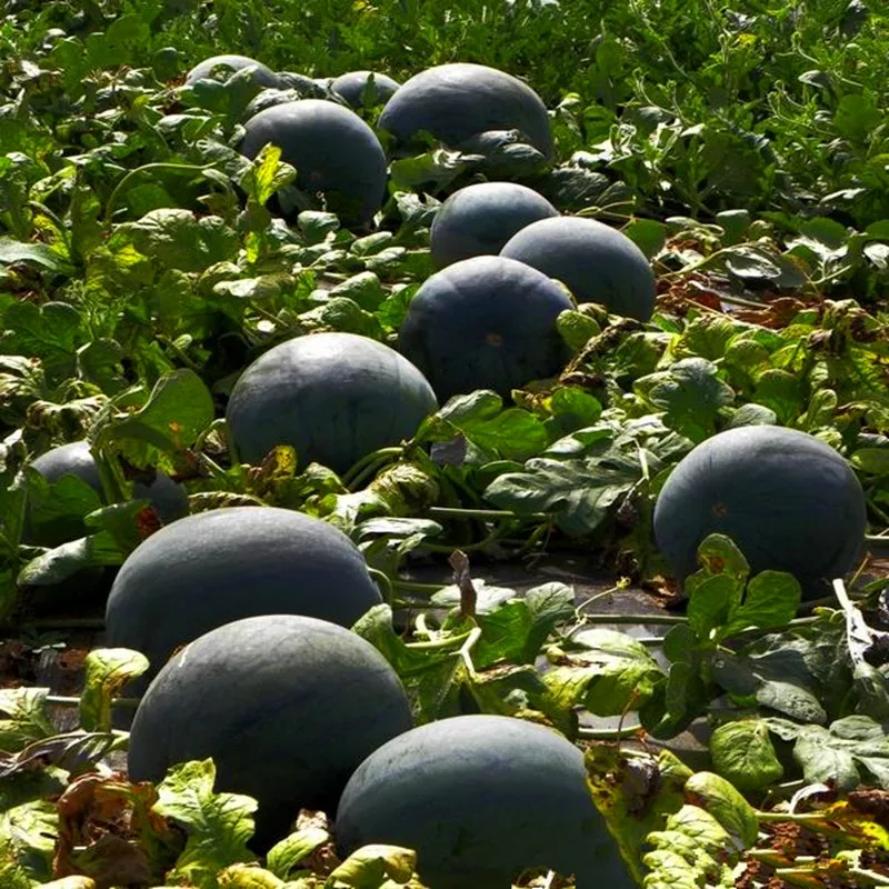 100 г гормон Auxin мирициловый спирт сельскохозяйственные химикаты растительные