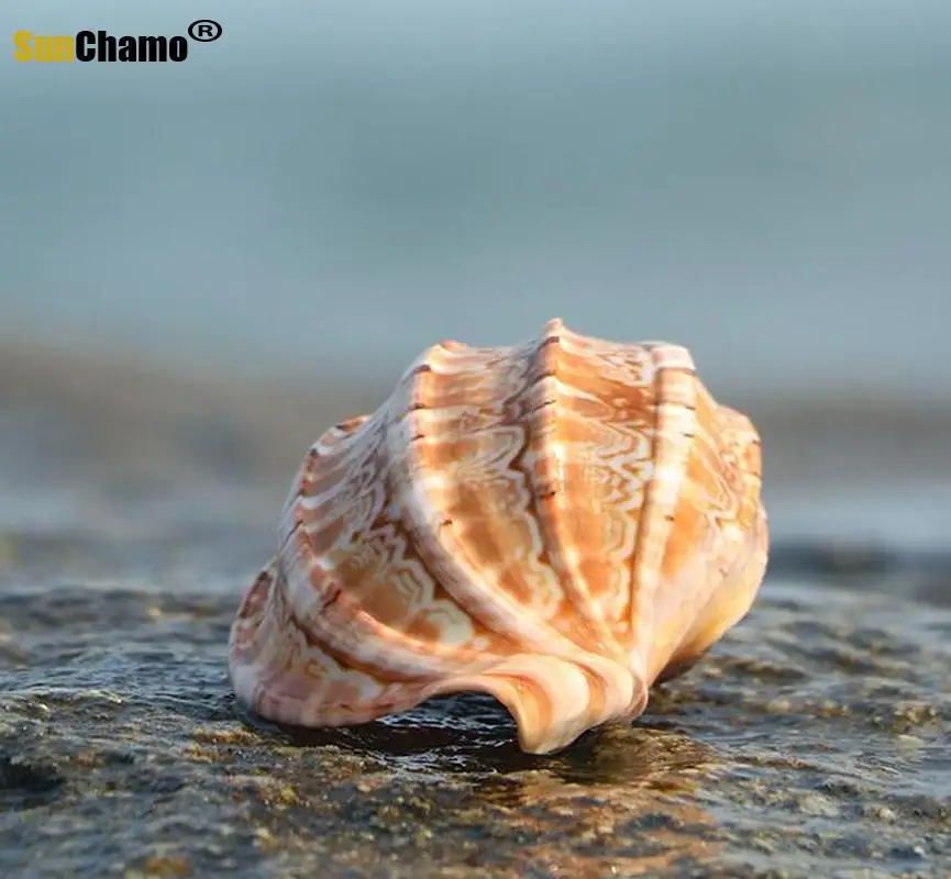 

Пианино с улиткой, натуральная раковина, спиральный моллюсковый краб, мясистый цветочный горшок, аквариум, ландшафтное украшение, поделки, ...