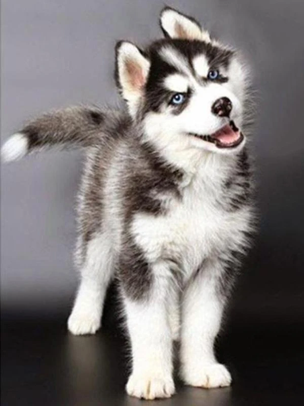 10 5d Животные Собака серия Diy Алмазная картина Huskies Алмазная вышивка Собаки Полный Круглый Diy Алмазная мозаика наклейки на стену рукоделие - Цвет: 10