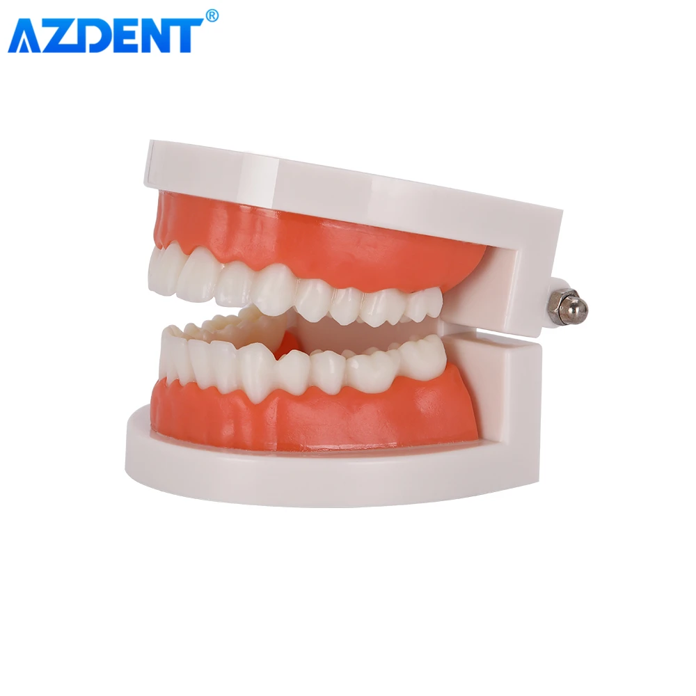 1: 1 стандартная модель зубов обучающая для стоматолога демонстрация взрослых