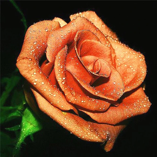 flower 4034 AZQSD Алмазная Вышивка Цветы ручная работа алмазная картина Роза картина Стразы Алмазная мозаика домашний декор ремесла подарок - Цвет: flower 4034