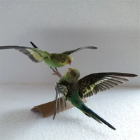 2pcs taxidermy stuffing eurasian green colour melopsittacus undulatus budgerigar budgie parrot specimen teaching decoration