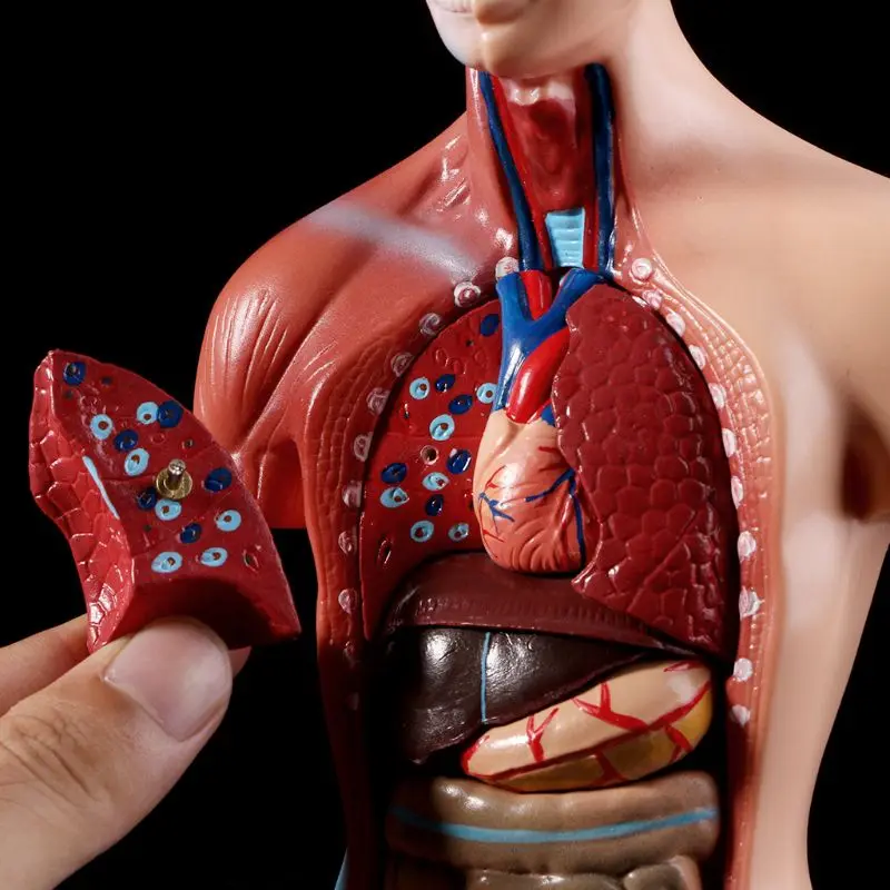 

Human Torso Body Model Anatomy Anatomical Medical Internal Organs For Teaching Drop Shipping