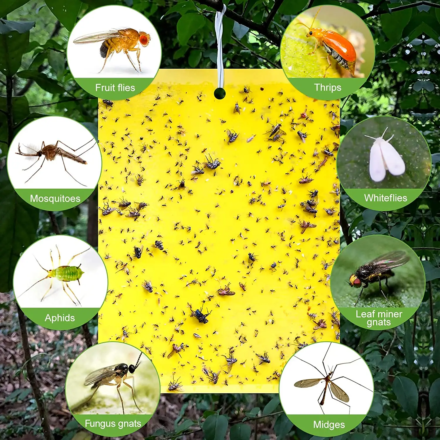 

100Pcs Strong Flies Traps Bugs Sticky Board Catching Aphid Insects Pest Killer Mosquito Fly Bug Glue Sticker Flytrap Catcher