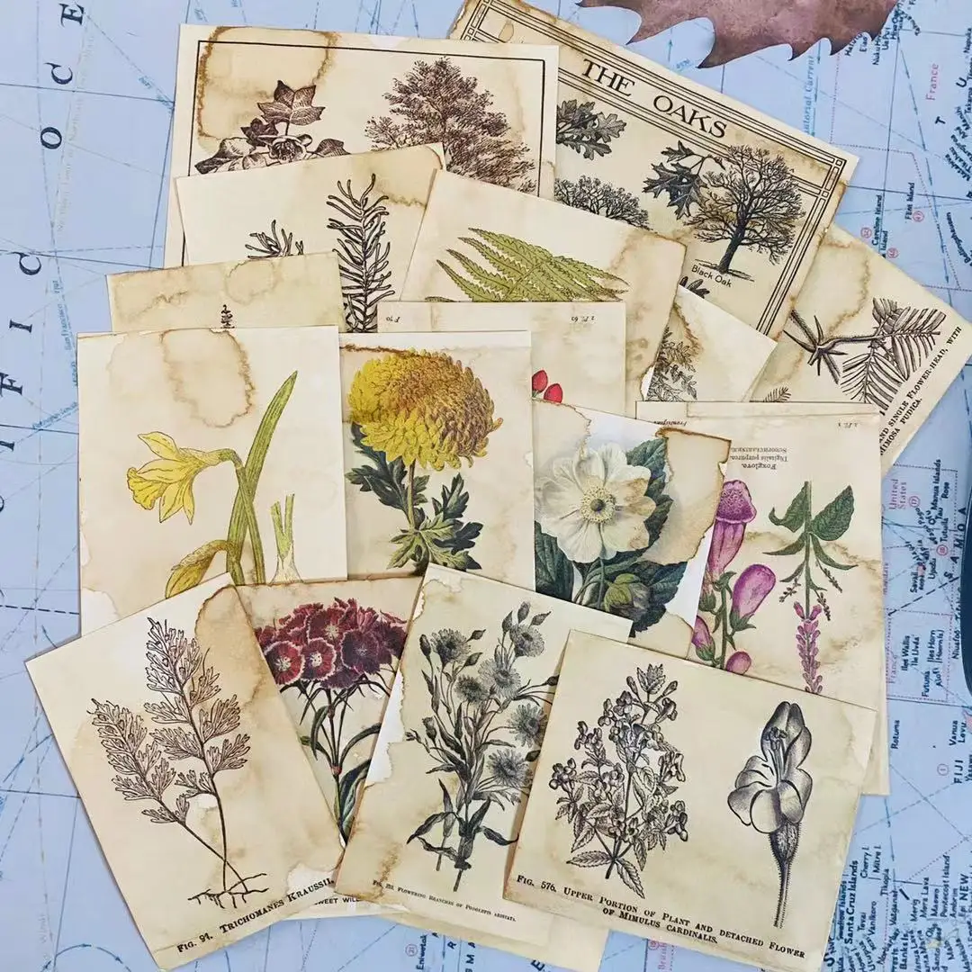 

Handmade Coffee Stains Vintage Plant Illustration Material DIY Scrapbooking junk journal Base Collage Decoration Material