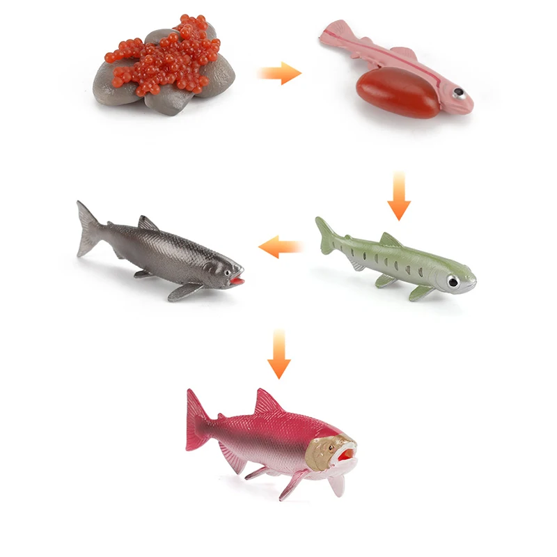 

New Simulation Poultry Animals Growth Life Cycle Duck Hen Rooster Goose Turtle Action Figure Model Educational Toys Kids Gifts