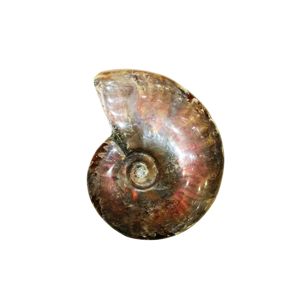 3-4 см пятнистая Улитка Fossil орнаменты естественный Радужный аммолитовый фасетный