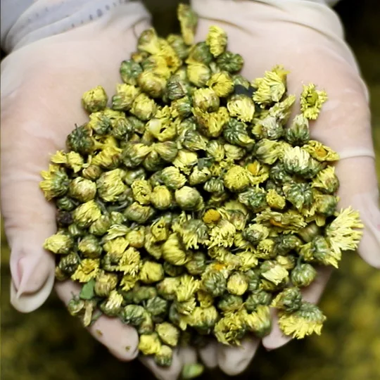 

Топ 2022, 100% натуральные Фетальные хризантемы, детоксикация, восприятие зрения, красота, здоровье, похудение, сухой цветок, чай, женский подаро...