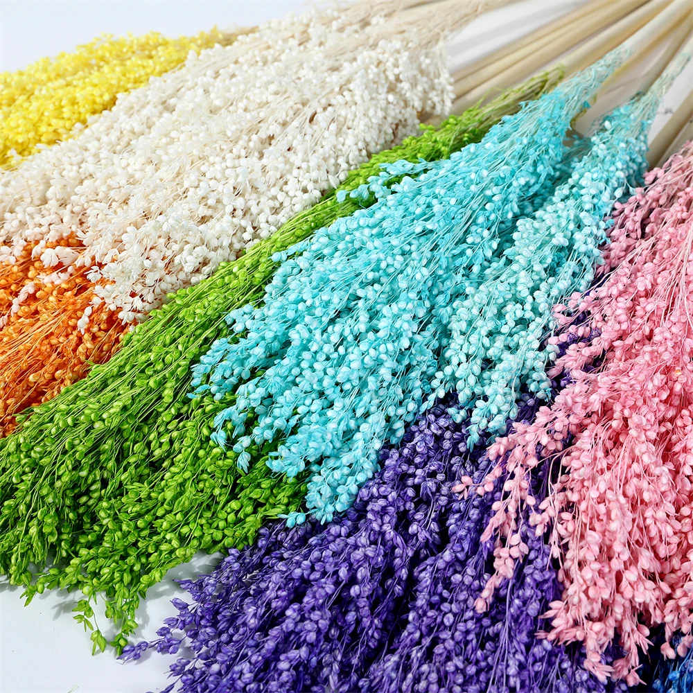 Colorful Natural Dried Flowers Dried Sorghum Decor Real Flower Broom Sorghum For Home Decor Wedding Arrangement Natural Flowers images - 6