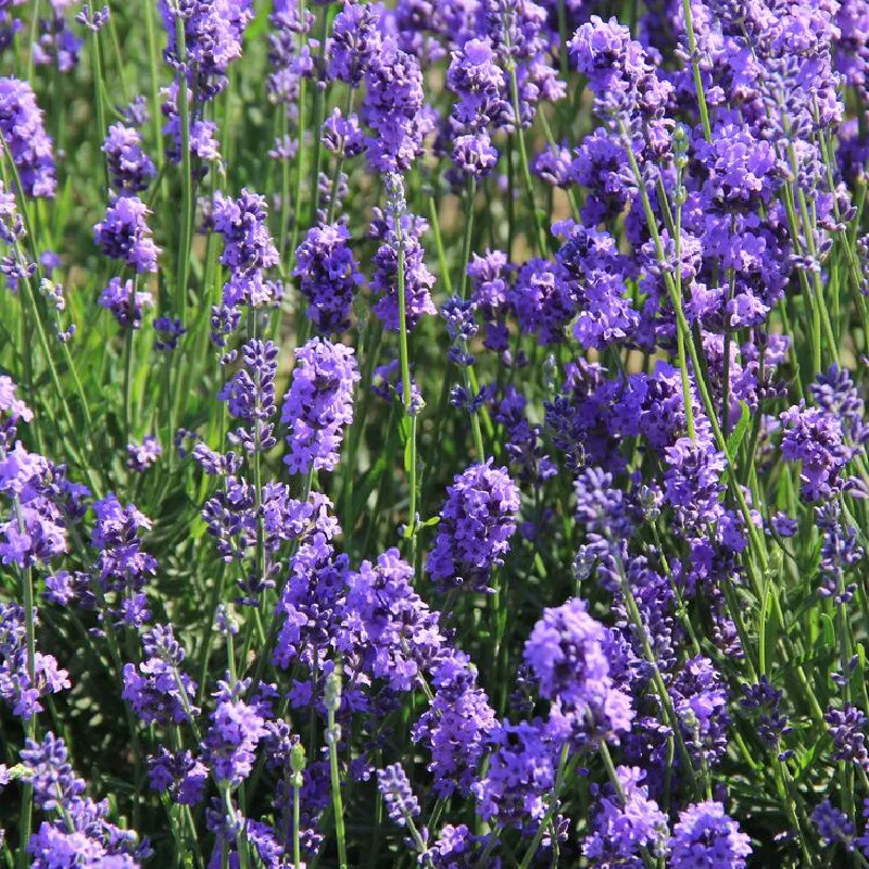 New Natural Lavender Bud Dry Flower Sachet Bag Car Room Aromatic Air Refresh Desiccant Home Fragrance Sachets Moth &ampMildew | Дом и сад