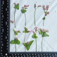 100pcs 5 8cm pressed dried pink buckwheat flower leaf plant herbarium for jewelry photo frame phone case bookmark making diy