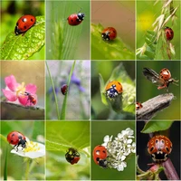 beetle diamond painting ladybug and colorful beautiful flowers green plants natural scenery full diamond embroidery home decor