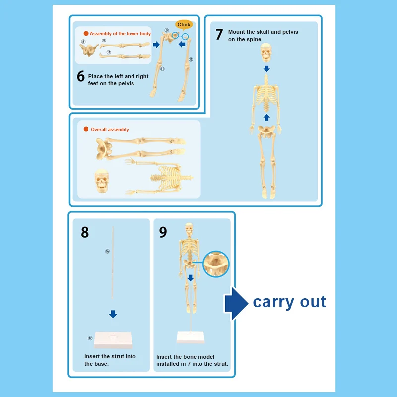 15 шт. миниатюрная модель скелет легко управляемая медицинские Обучающие ресурсы