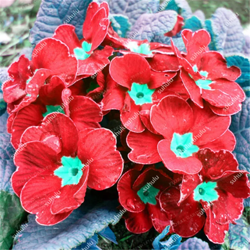 100 шт Искусственный Примула | Дом и сад