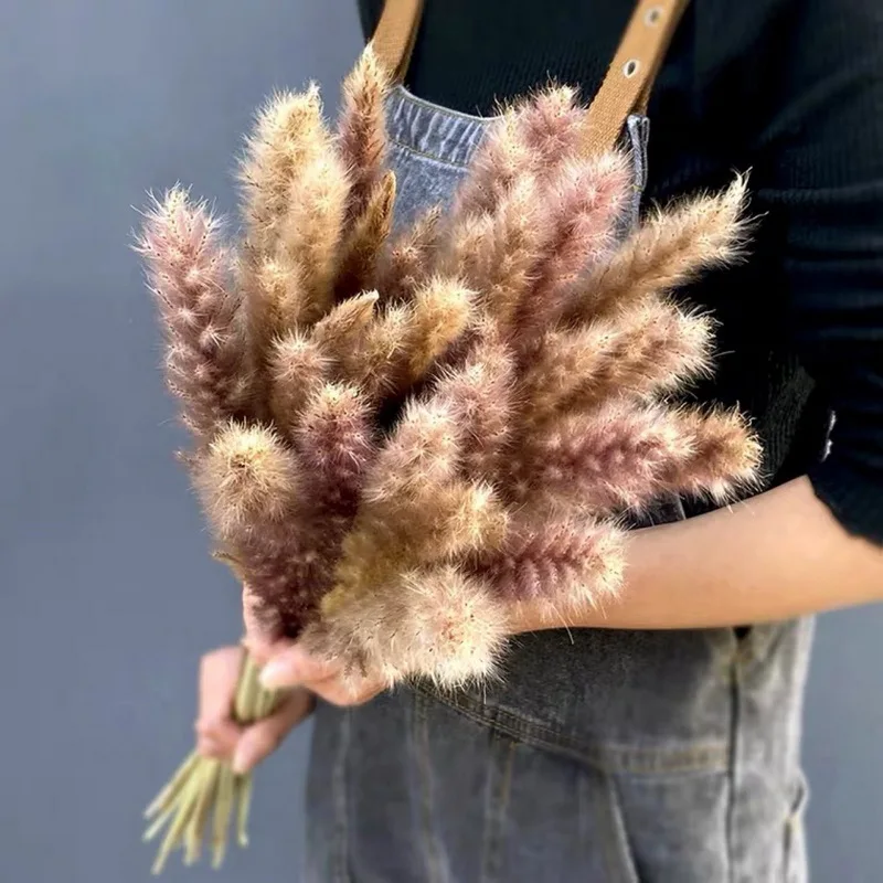 

15Pcs Pampas Grass Fiori Secchi Reed Phragmites Plants Bouquet Dried Natural Flowers For Wedding Party Home Table Decoration