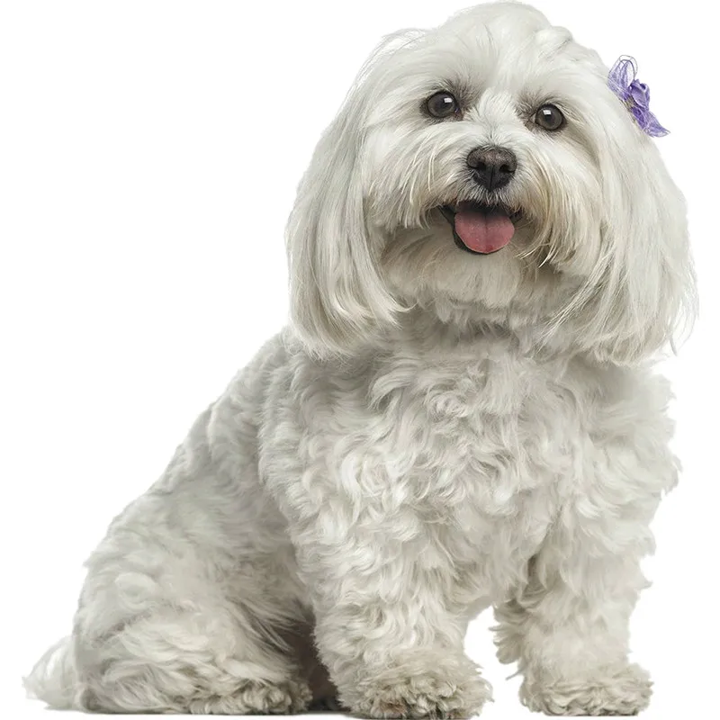 

Hot Cartoon Maltese Dog Malta Puppy for Opel Decal Cute Stickers Custom Car Sticker Auto Accessories &decoration PVC