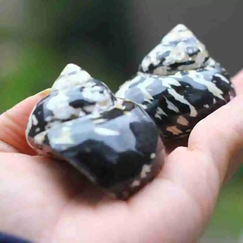 Раковина натуральная черная королевские улитки живет в крабе ракообразной