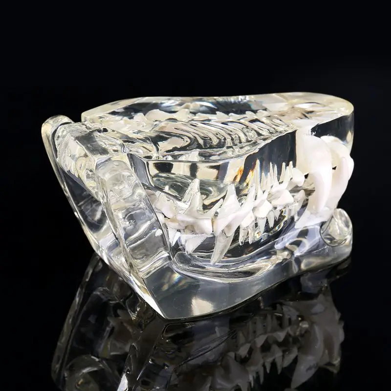

Transparent Dog Teeth Jaw Tooth Model Anatomical Teaching Demonstration Canine Dropshipping