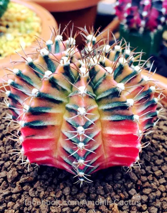 500 шт Экзотические молочные продукты бонсай суккулент многолетний суккулентный