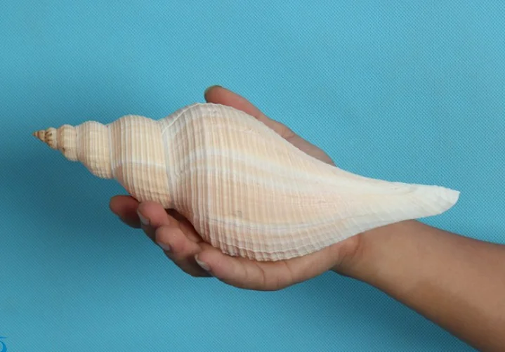 Ракушки ремесла натуральные жемчужные четыре большие известные ракушки