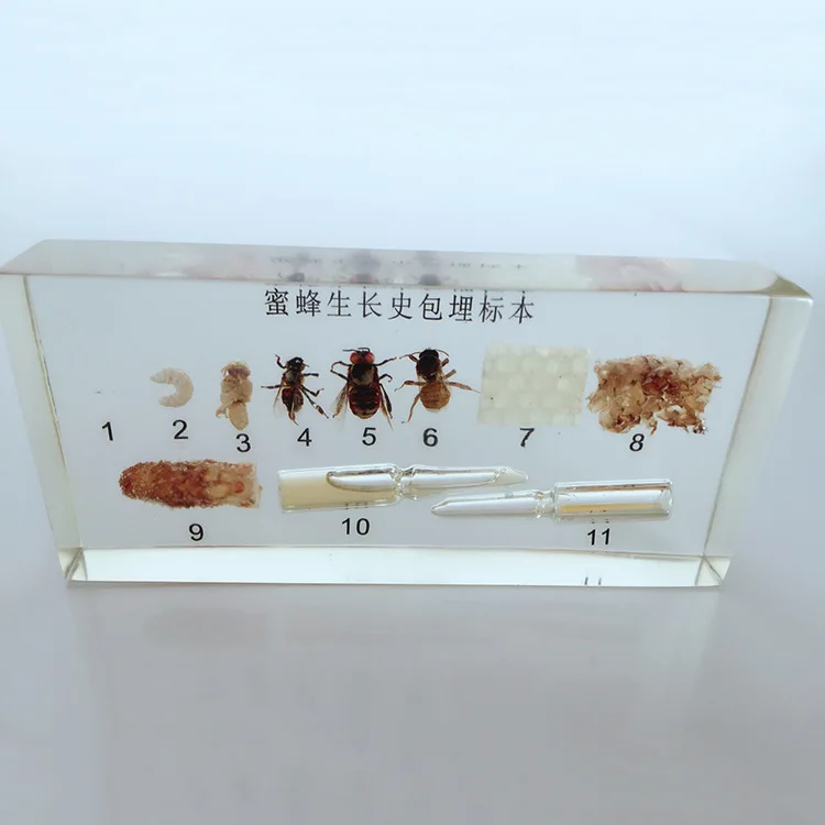 

Honeybee Growth History Embedded Specimens Real Insect Development Process Specimen Biological Entomology Teaching Aids