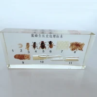 honeybee growth history embedded specimens real insect development process specimen biological entomology teaching aids