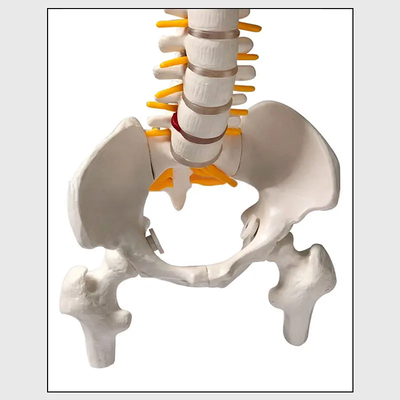 Модель позвоночника человека медицинские модели с тазом бедренной кости 45 см (17 7