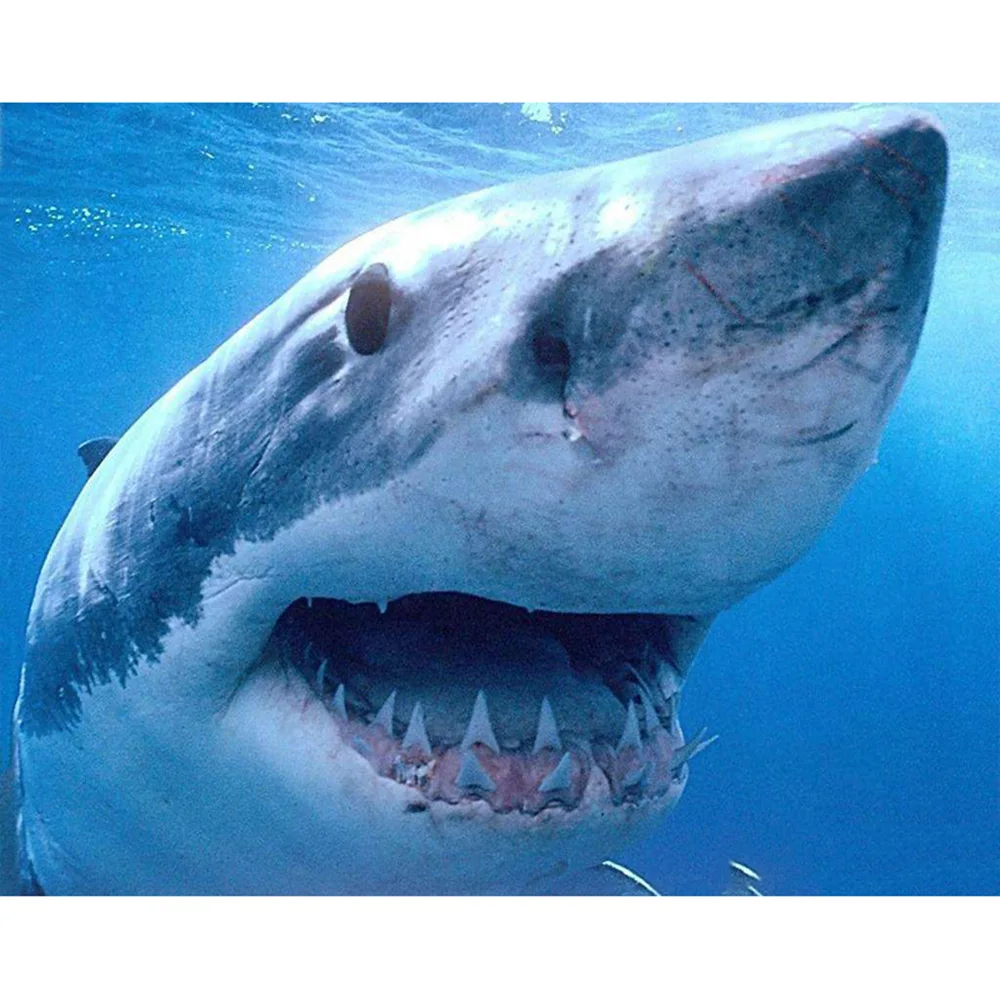 

Dpsupr камни в форме ромба/круглый дрель 5D DIY алмазная живопись "животных акула" Алмазная Вышивка крестом 5D Декор для дома подарок D54