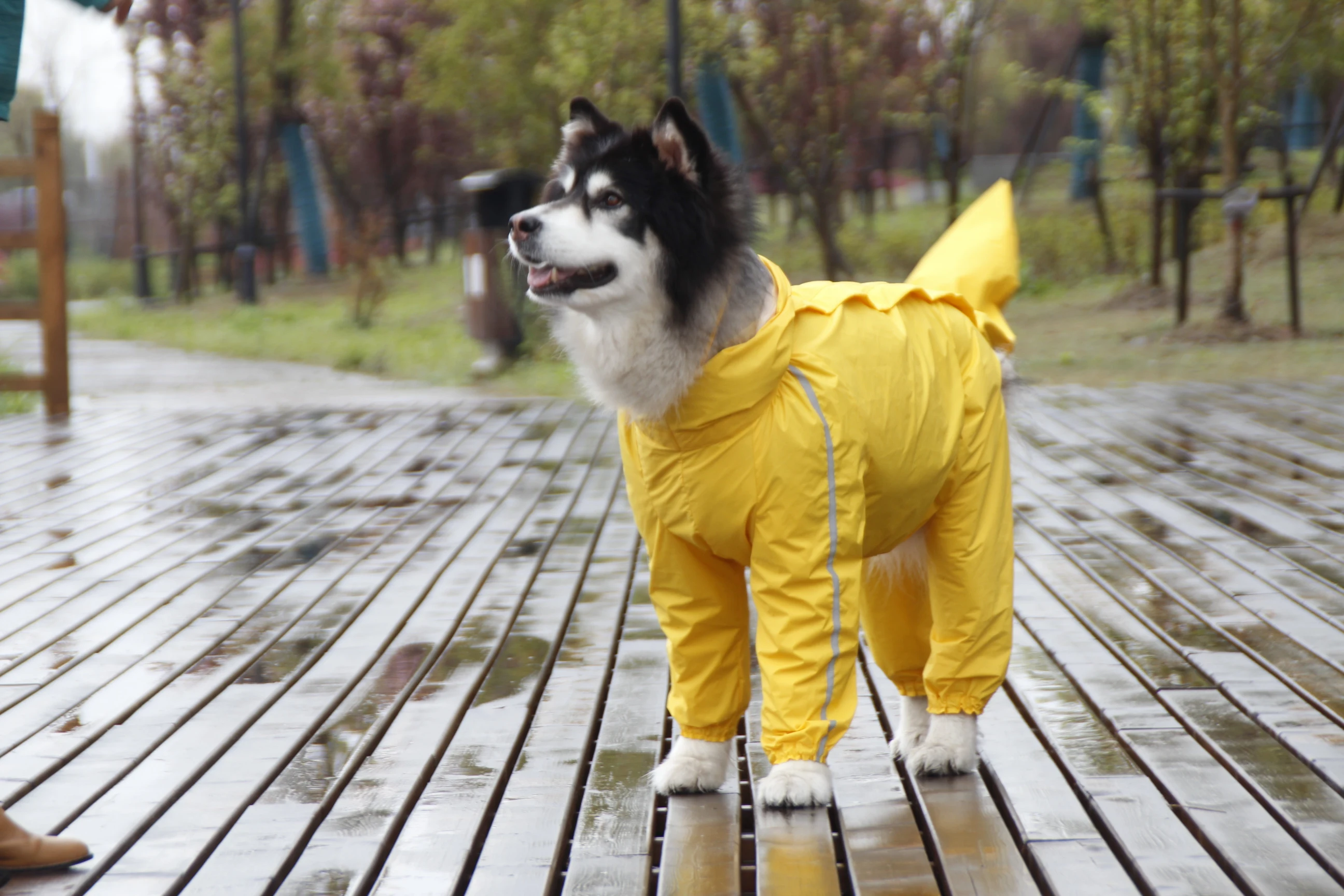 Chubasquero grande para perro, chaqueta impermeable de poli&eacute;ster a rayas reflectantes de seguridad para Golden Retriever, Labrador Husky 8XL-12XL-2