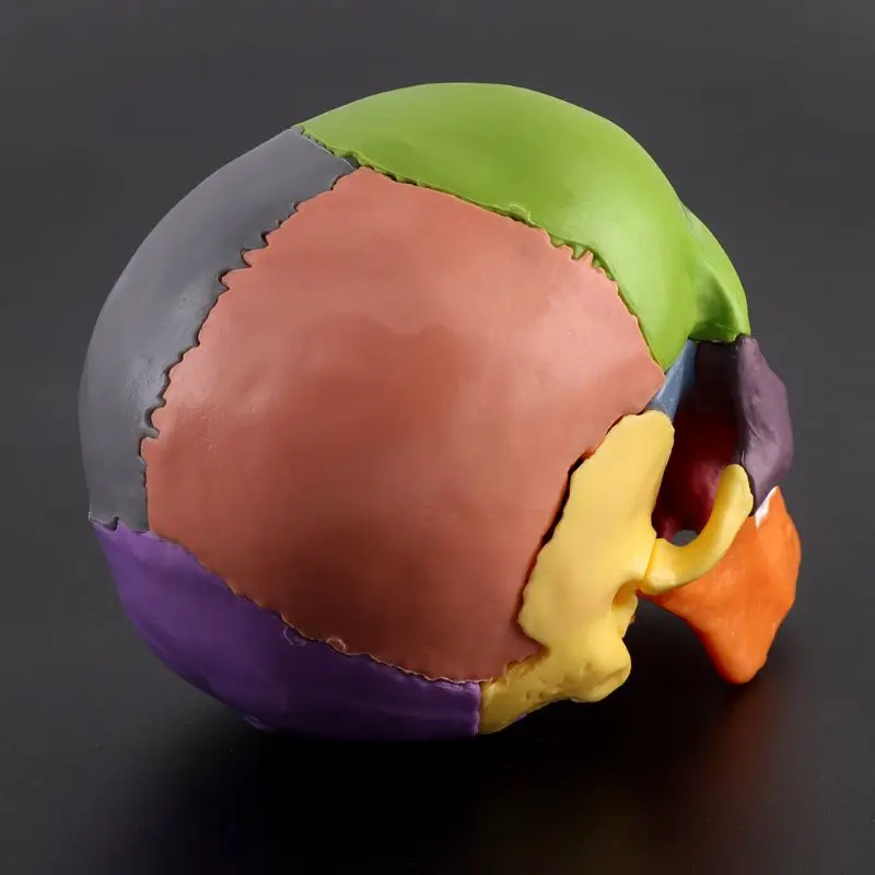 

15pcs/set 4D Disassembled Color Skull Anatomical Model Detachable Teaching Tool Dropshipping