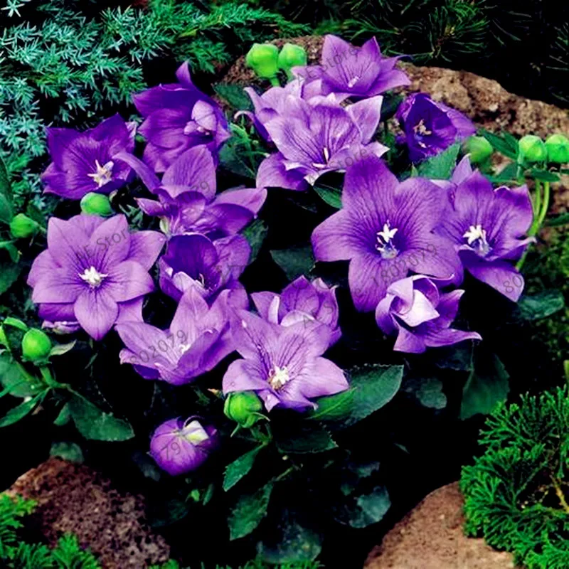 8 105 шт./уп. Campanulaceae Цветочный бонсай, редкие ограниченной горшечные растения для дома и сада, внутреннего и наружного использования легко растить - Цвет: 8