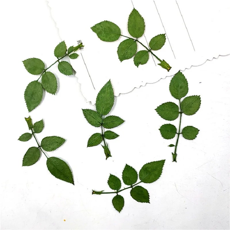 

60pcs Pressed Dried Rose Leaf Flower Herbarium For Epoxy Resin Jewelry Making Bookmark Phone Case Face Makeup Nail Art Craft