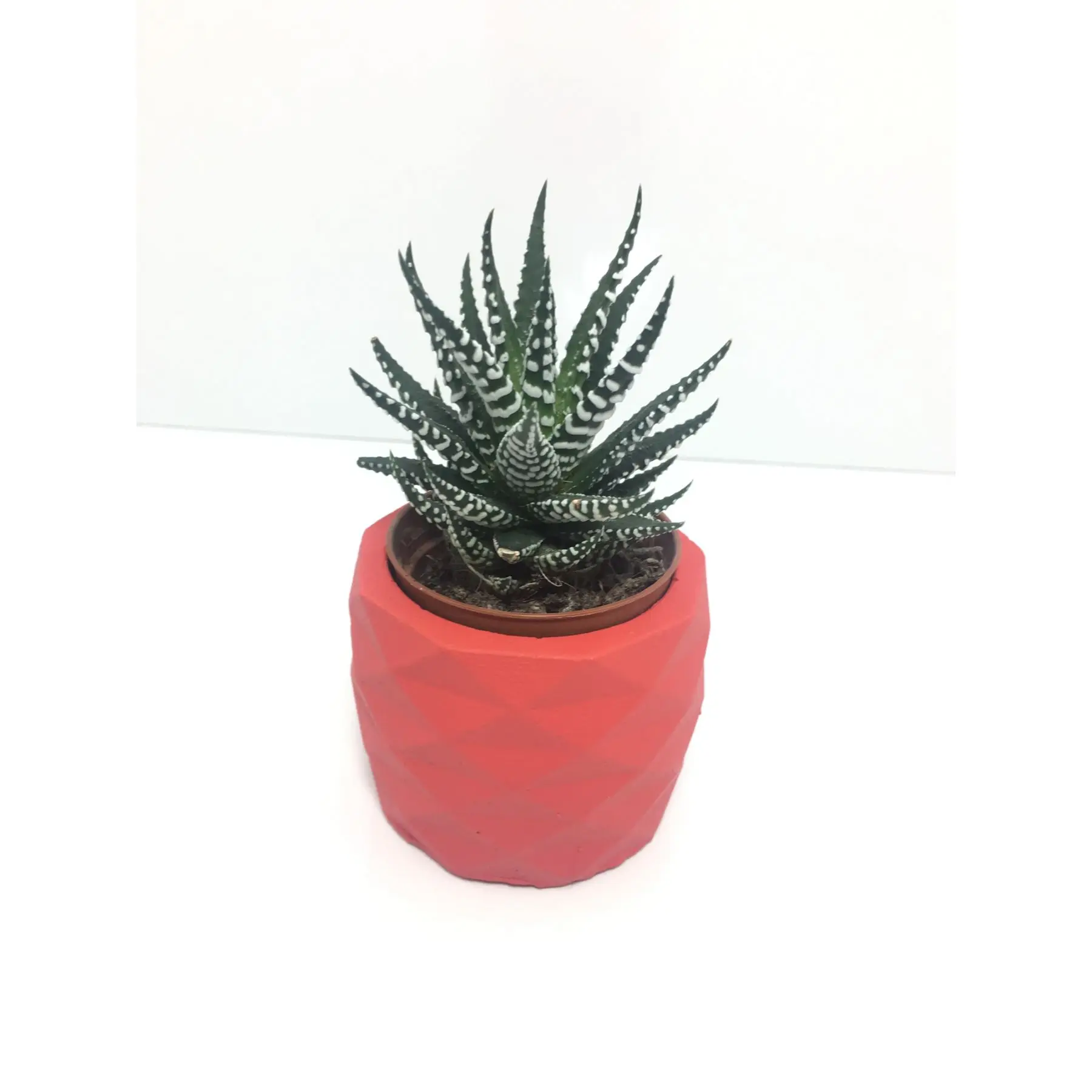 

Geometric Concrete Pot and Live Sukulent - YE1603