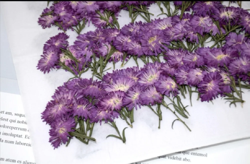 120 шт. прессованный высушенный Purple Tagetes patula L. Цветочные растения гербарий для