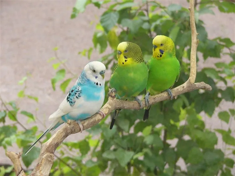 

NEW 5D Resin Diamond Painting Diamond embroidery 3 Parrots Square Diamond Mosaic Craft Cross Stitch DIY Needlework Fashion